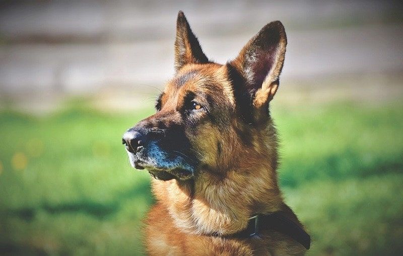 How Far Can a Dog Hear? preview