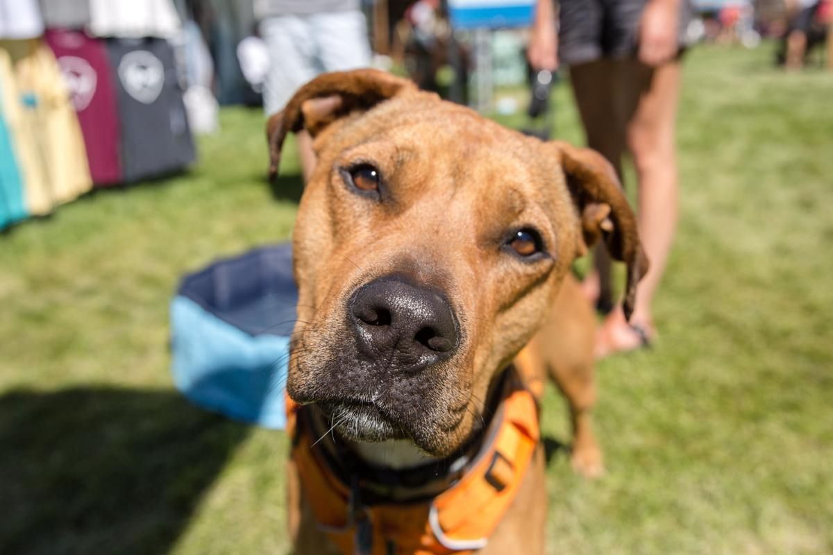 The Most Popular Dog Names in Colorado image