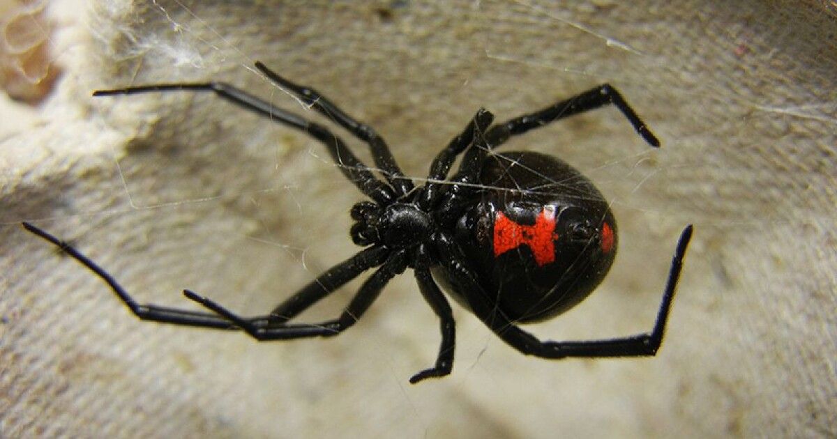 How Many Poisonous Spiders Are There in Alabama? preview