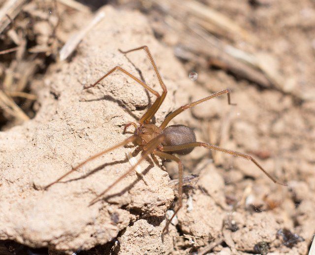 How Many Poisonous Spiders Are There in Arizona? preview