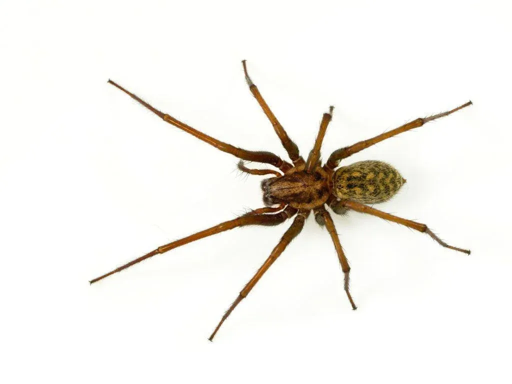 How Many Poisonous Spiders Are There in Colorado? preview
