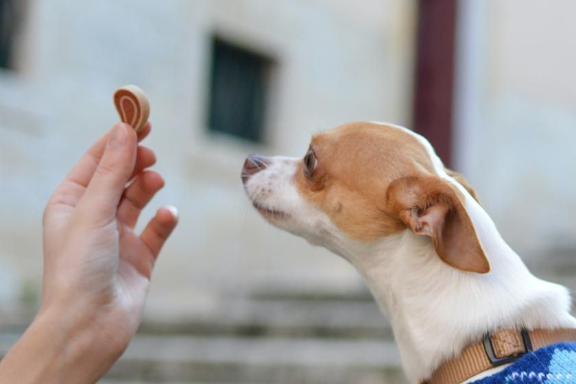 How Many Treats Can I Give My Puppy When Training? preview