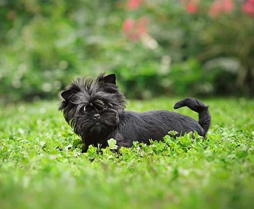How Much Does an Affenpinscher Dog Weigh? image