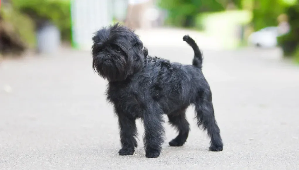 How Much Does an Affenpinscher Puppy Cost? image