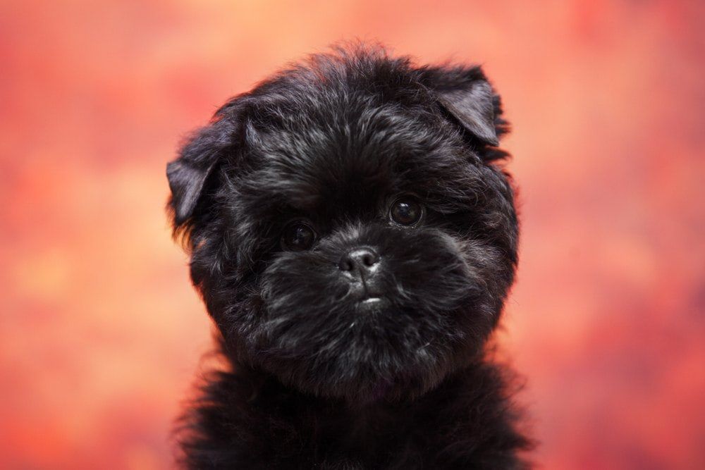How Much Food Does an Affenpinscher Need? image