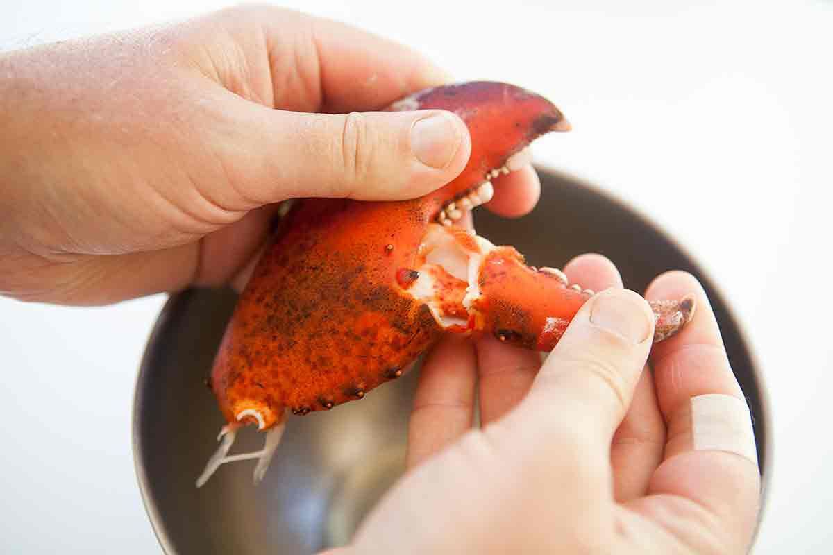 How to Eat Lobster Claws? image