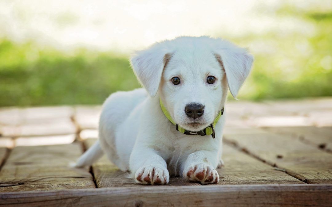 How to Protect Your Dog from Fleas and Ticks image