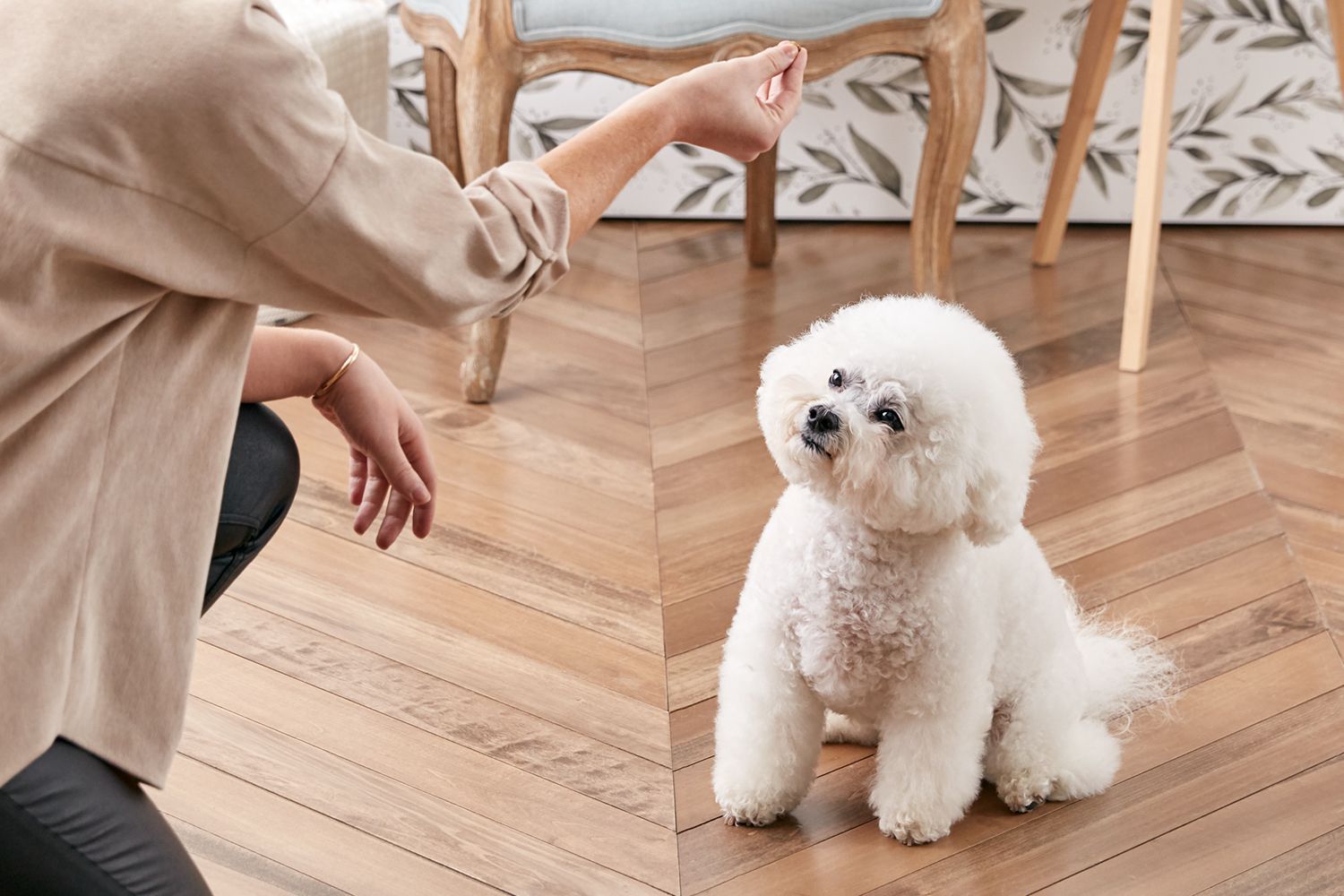 How to Teach Your Dog to Sit preview