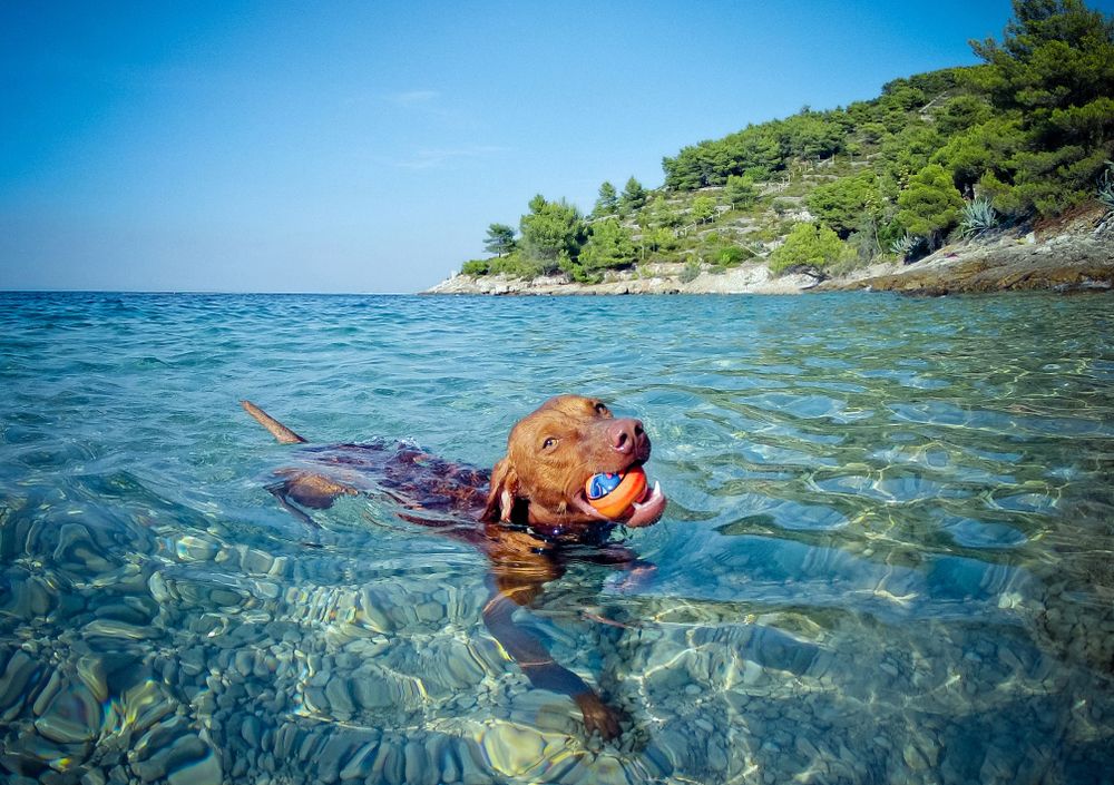 How to Teach Your Dog to Swim in a Lake image