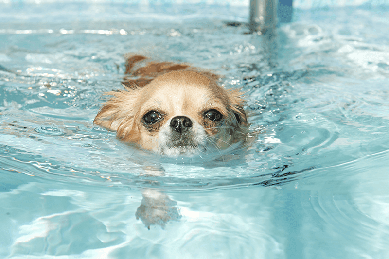 How to Teach Your Dog to Swim in a Pool image