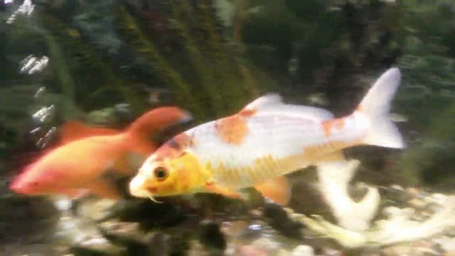 Humane Euthanization of a Pet Koi or Goldfish image