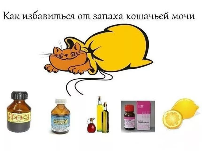 Как бороться с запахом кошачьей мочи, что поможет вывести устойчивую вонь image