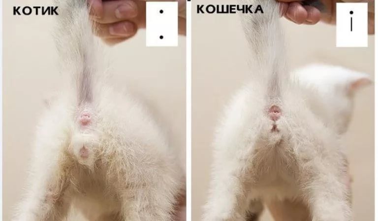 Как определить пол котенка, отличия между кошкой и котом в 1 месяц image