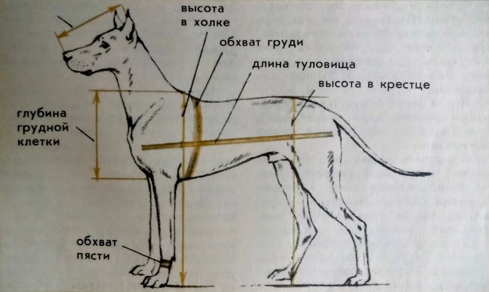 Как измерить высоту собаки, что значит рост в холке image