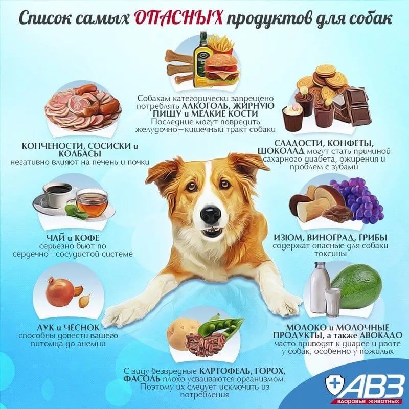Чем кормить собаку: какие продукты нельзя давать, а какие можно image