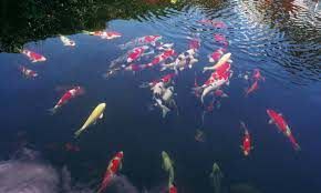 Identifying Possible Pond Problems Thru Koi & Goldfish Behavior image