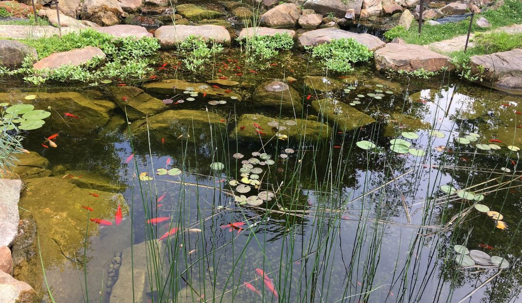 It's Cleaning Time (for your garden pond) image