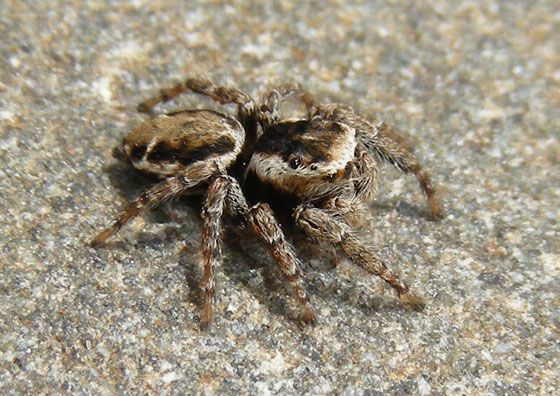 Jumping Spiders in Alabama preview
