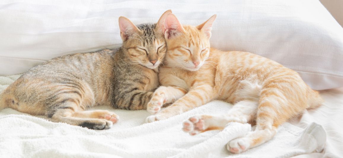 Как коты и кошки находят друг друга? image
