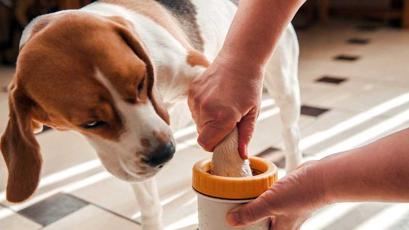 Как мыть собаке лапы после прогулки, сделаем процедуру приятной image