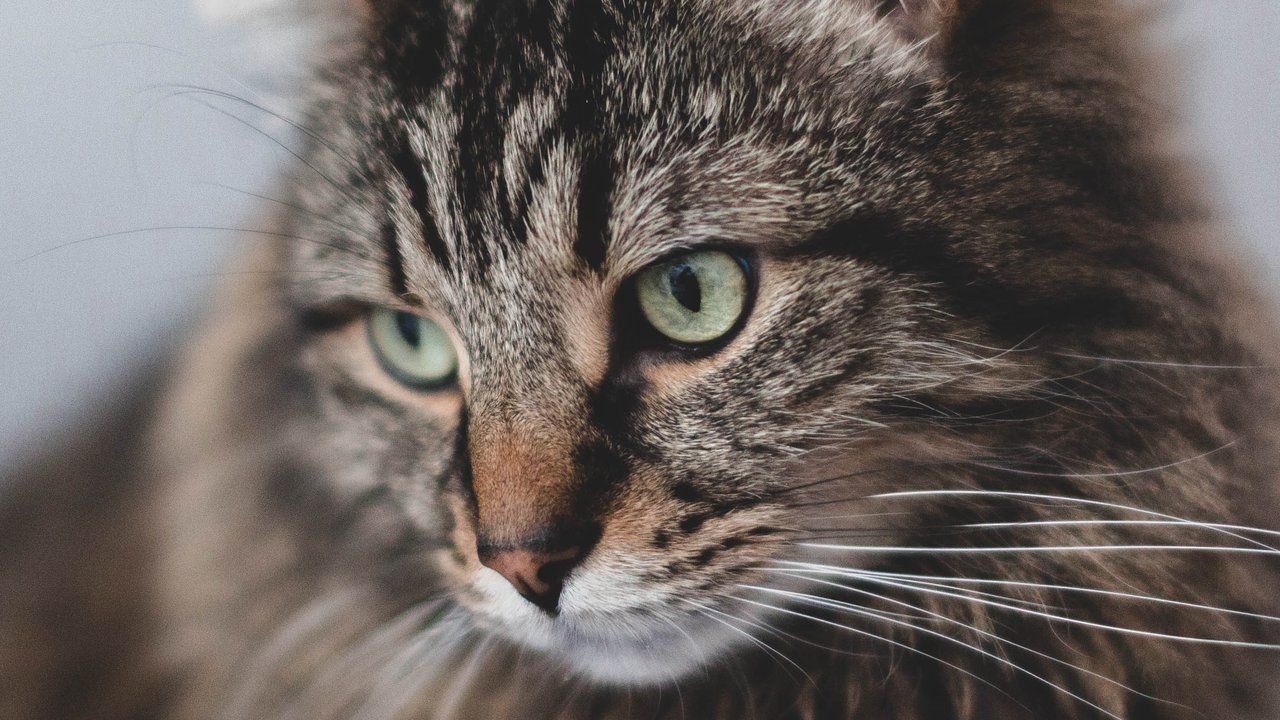 Как понять, что кошка ослепла: признаки и причины слепоты image