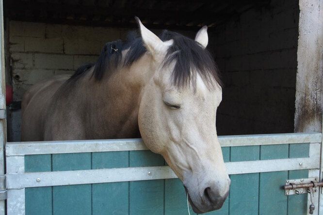 Как спят лошади? preview