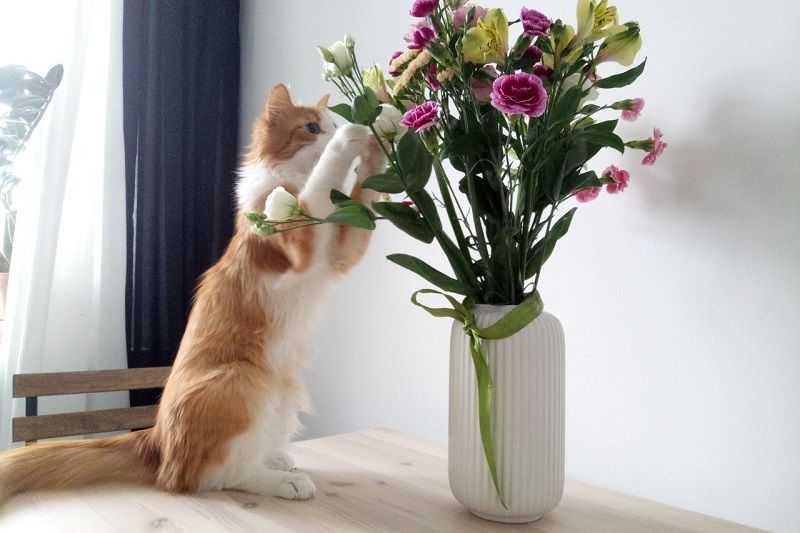 Какие цветы недолюбливают котики image