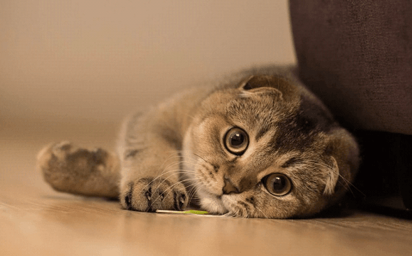 Какую кошку лучше завести в квартире image