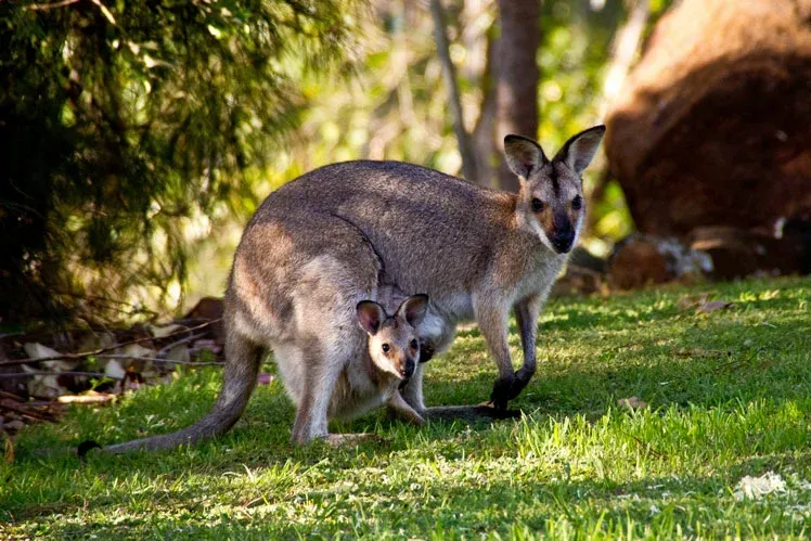 Кенгуру: интересные факты image