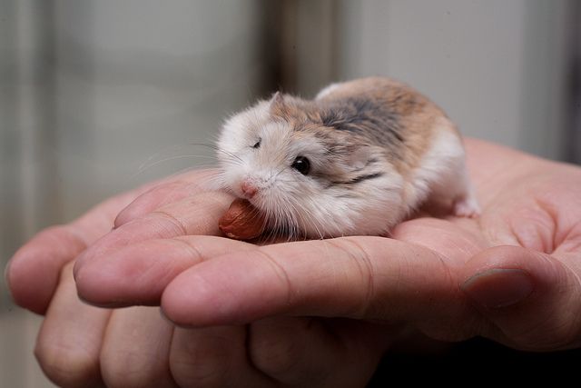 Хомяк Роборовского image