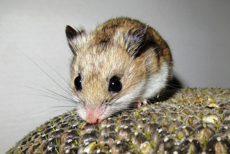 Китайский хомяк image