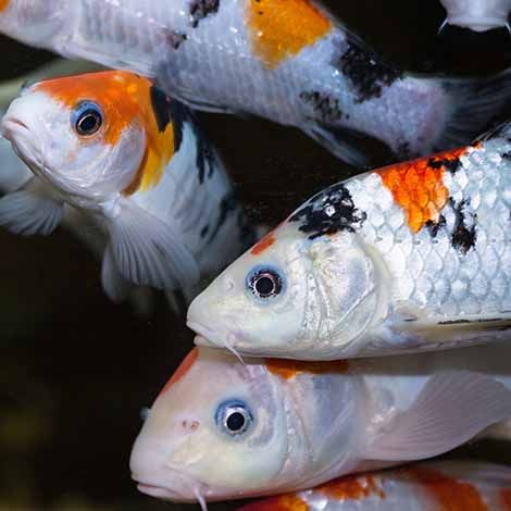Koi & Goldfish Health Alerts image