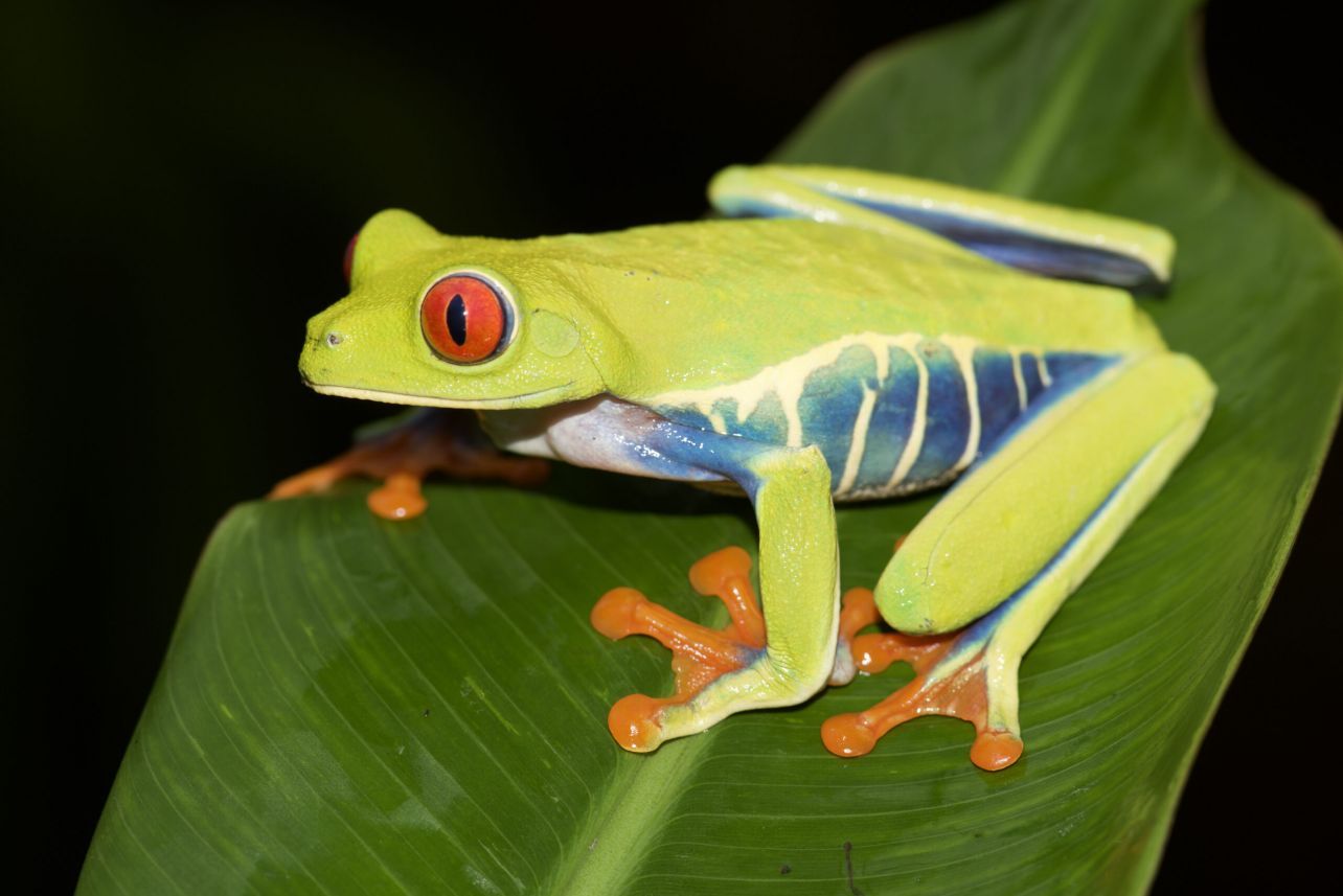 Красноглазая древесная лягушка image