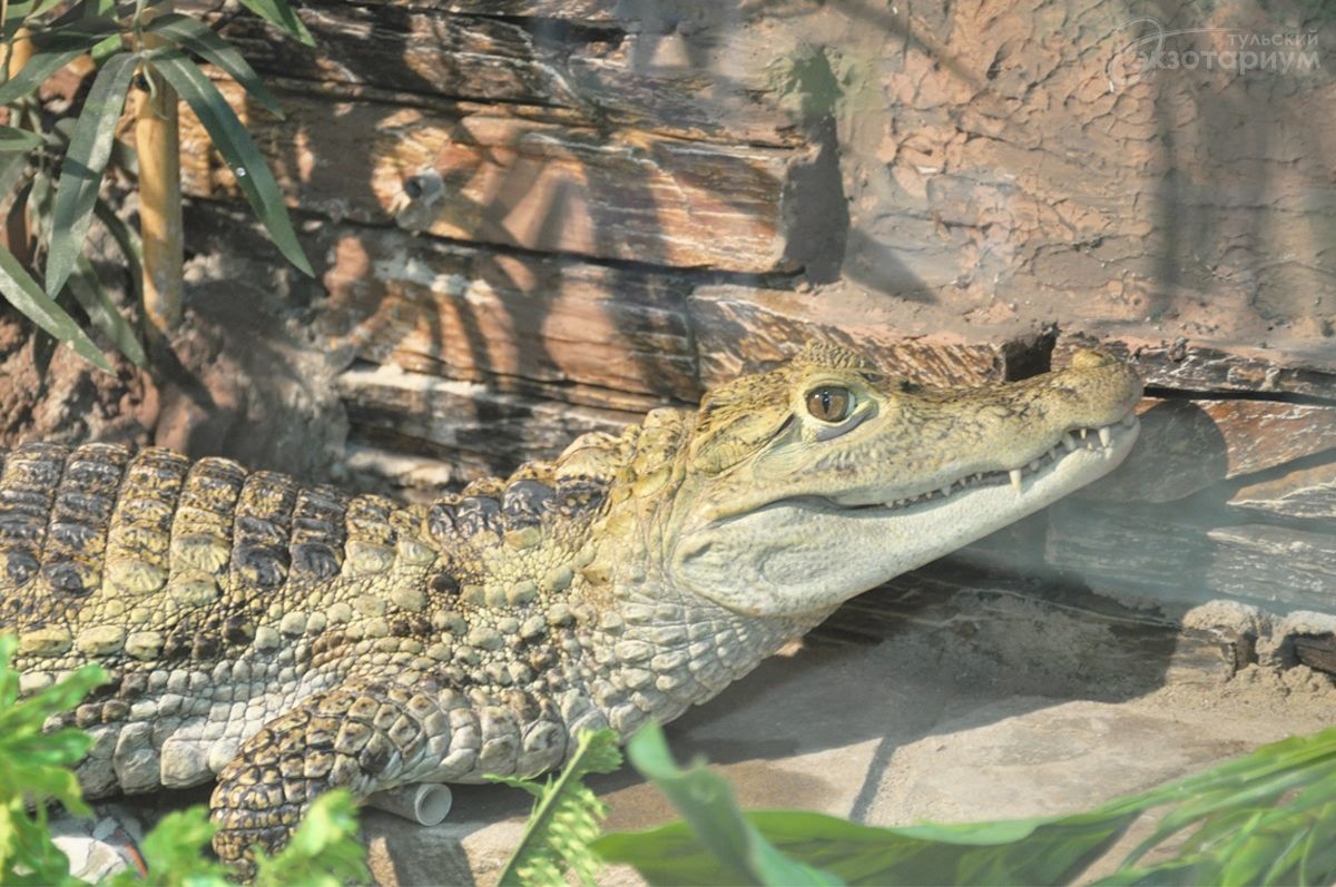 Крокодиловый кайман image