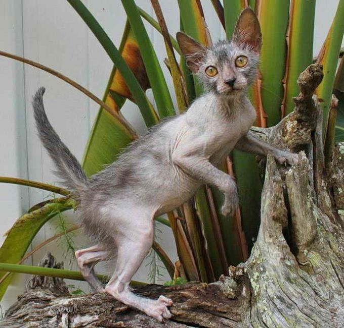 Кошки ликой: описание необычной породы, фото кошек-оборотней image