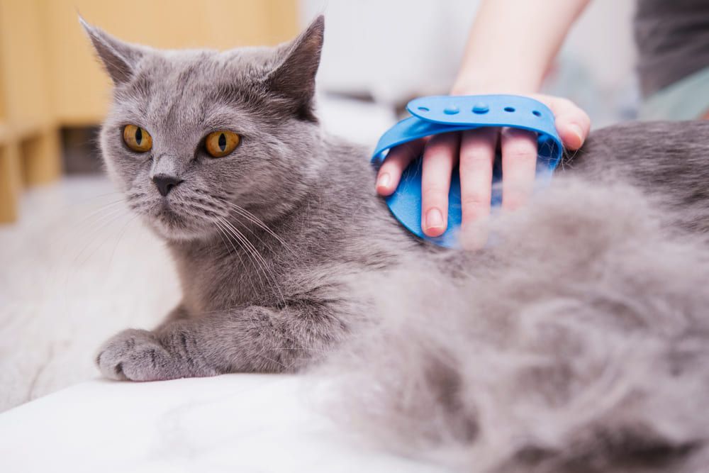 Линька у кошек image
