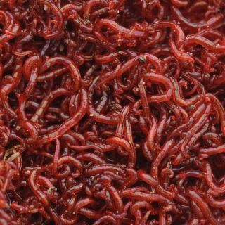 Little Red Worms image