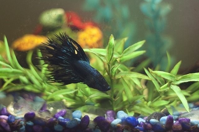 Making Sense of Ornamental Fish Foods image