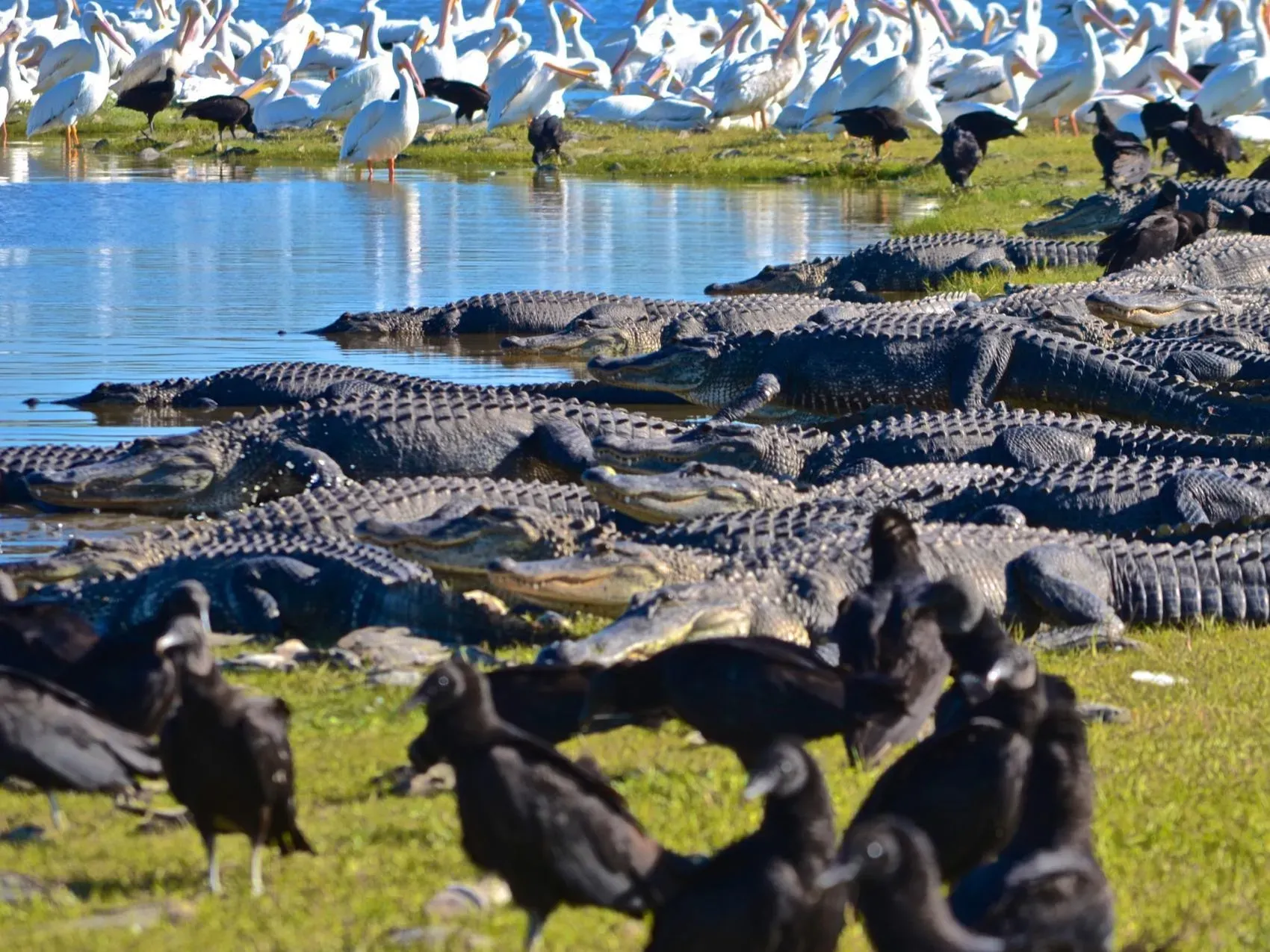 Myakka River State Park: A Guide to Florida's Natural Treasure preview