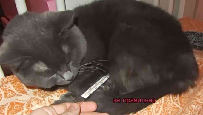 Какая температура тела у кошки считается нормальной, как померить image