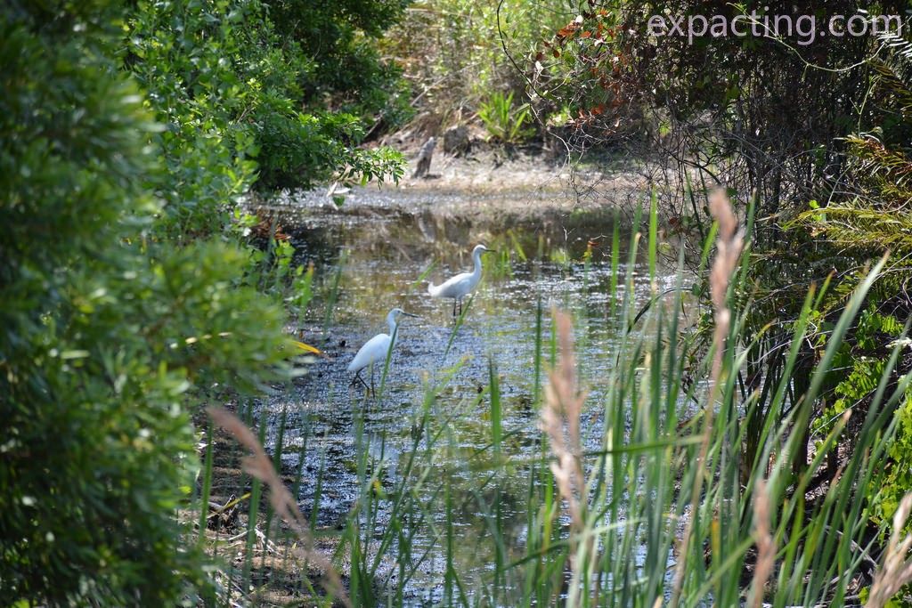 Perico Preserve preview