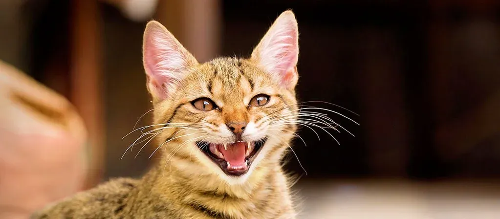 Почему кошка постоянно мяукает image