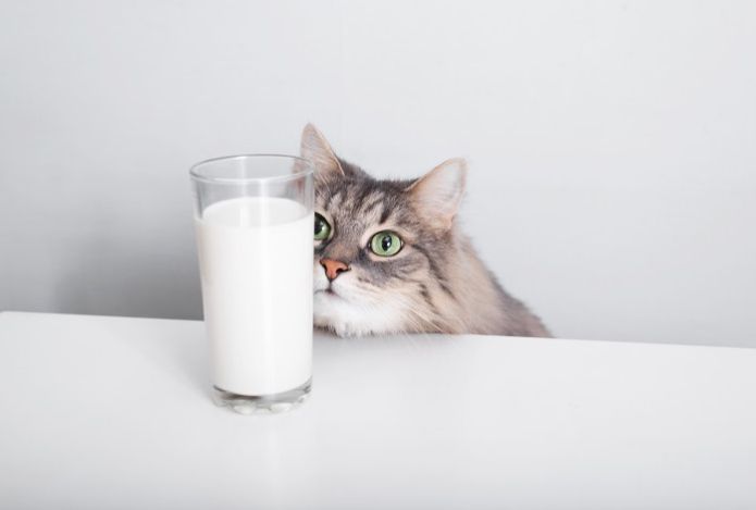 Почему кошкам нельзя молоко image