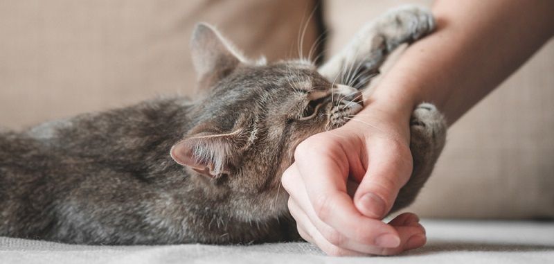 Почему кошки кусают? image