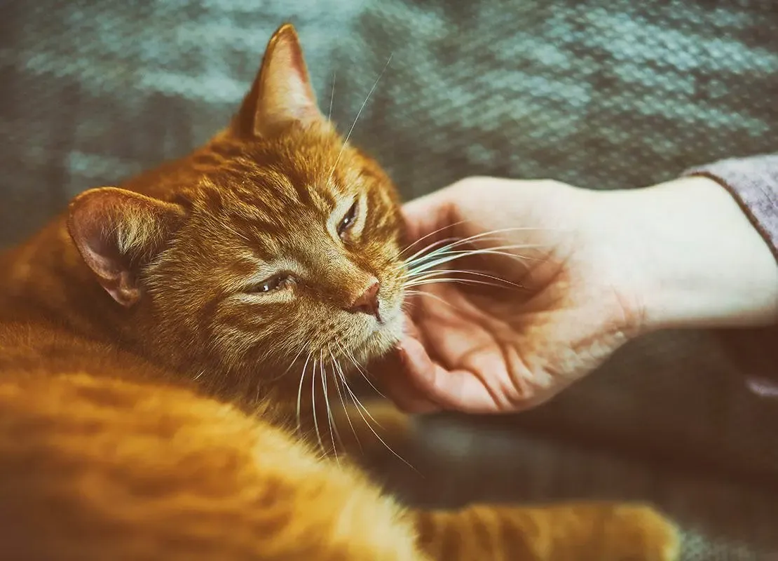 Почему кошки мурлыкают image