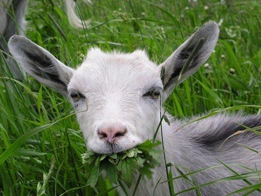 Почему коза какает горошком? preview
