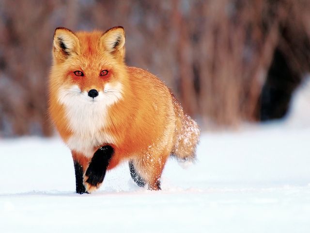 Почему лису назвали лисой? image