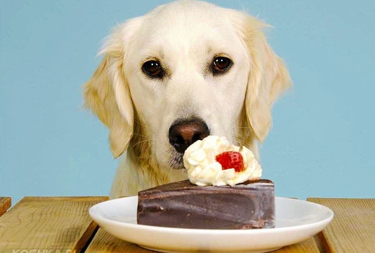 Почему собакам нельзя шоколад и сладкое image