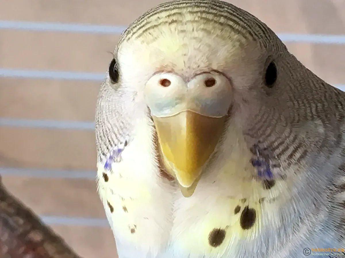 Почему у попугая слоится клюв image