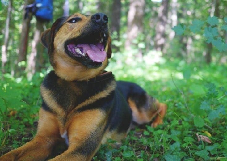 What Is Most Popular Dog Name in Poland image